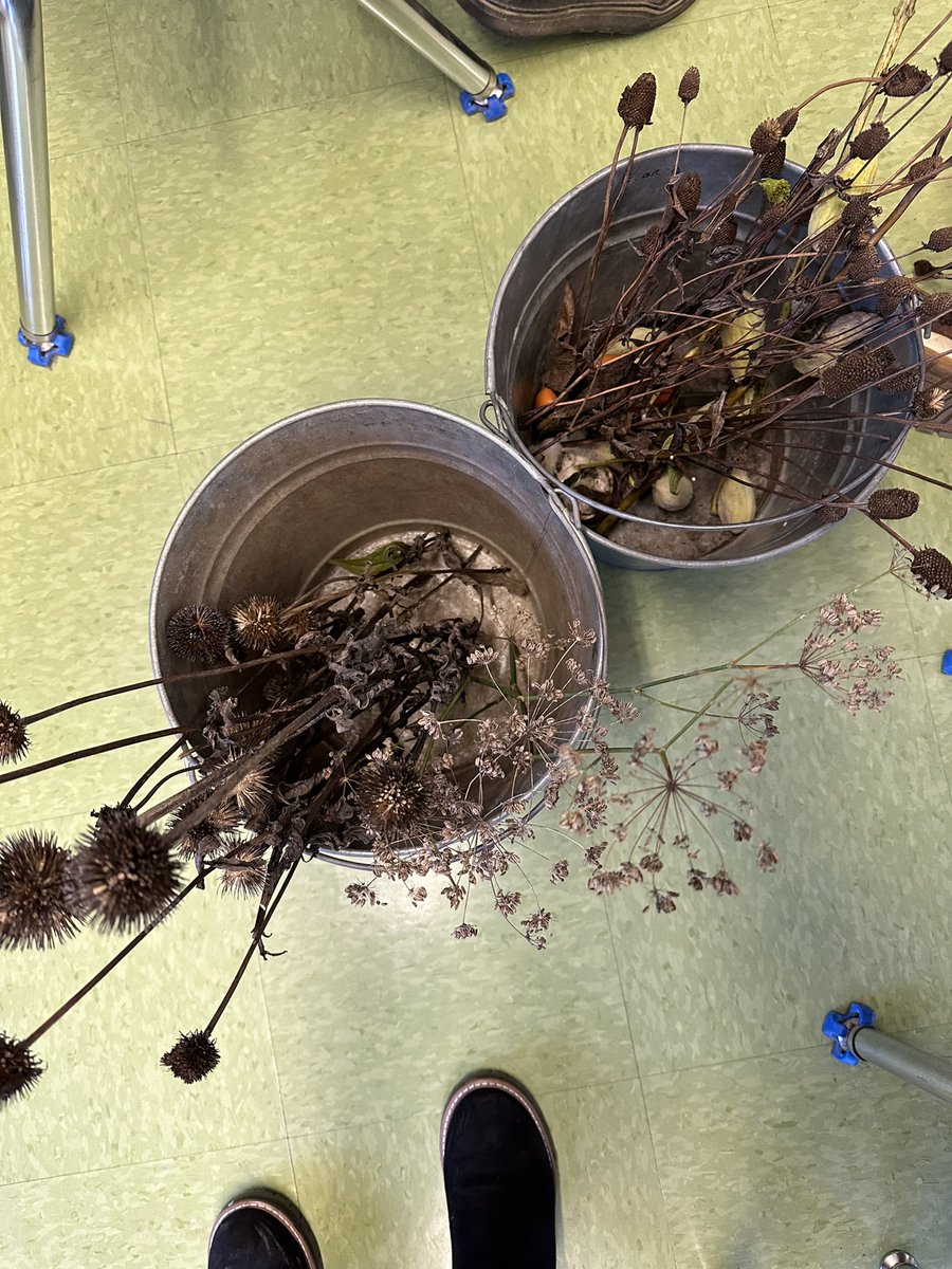 MsDavidsonk's tweet photo. Harvesting seeds in garden today! #heathcotepride https://t.co/Vl8MtfIVy0