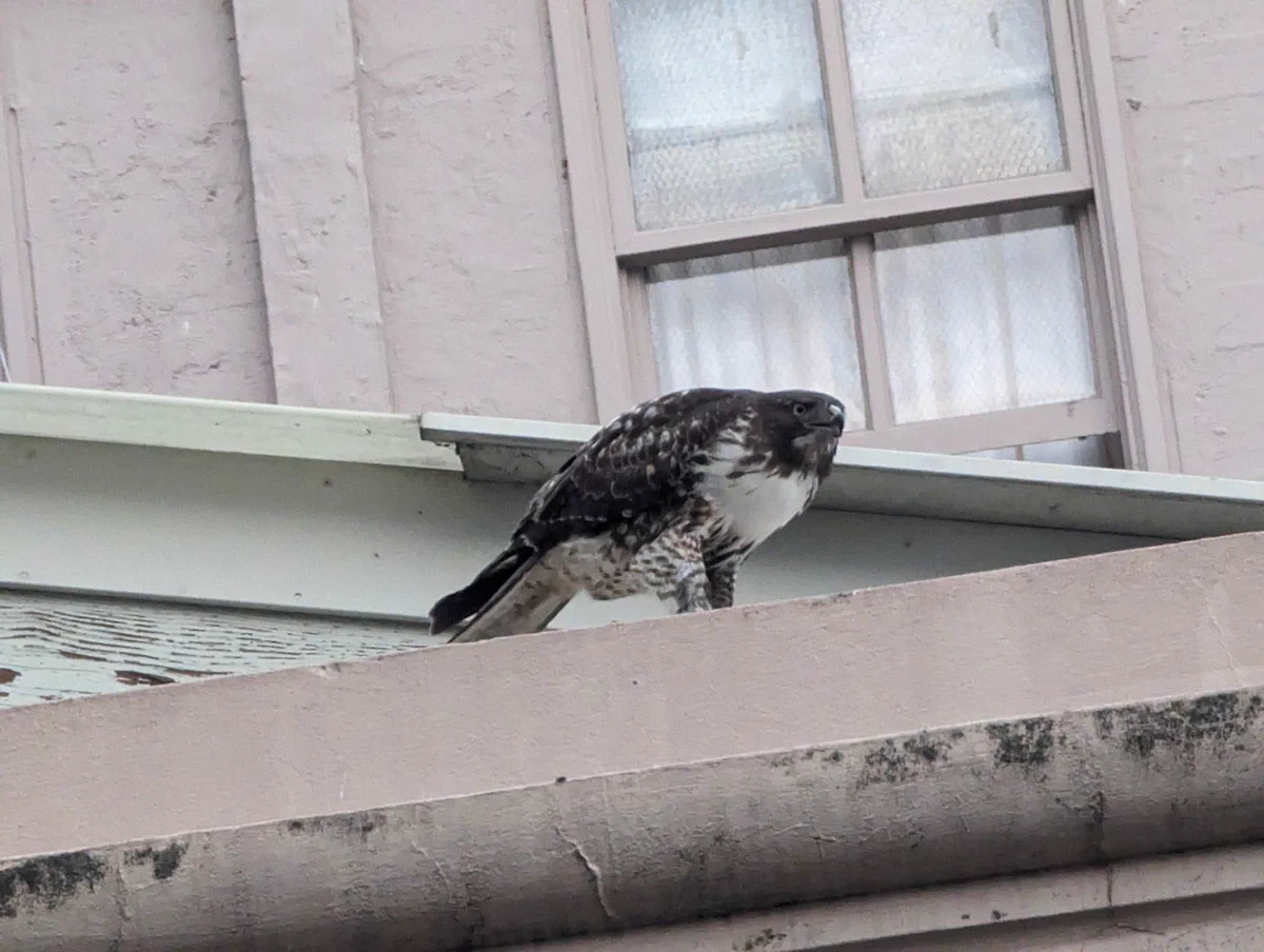 A bird, possibly a hawk, sitting on the top of a building, a closed apartment window with curtains in the background. 
