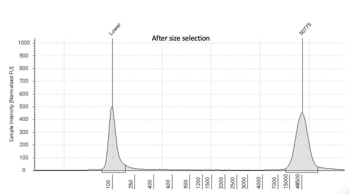 Thidathipw's tweet image. @birdkruasuwan tried selecting &amp;gt;20 kb DNA fragments from #Mycobacterium #tuberculosis gDNA samples using #LightBench by Yourgene Health. We aim to obtain complete genomes of multiple MTB lineages found in #Thailand in a single #nanopore flow cell.