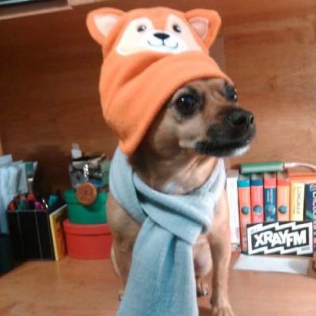 peachandcats's tweet image. Princess Gigi loves her Daddy Her friend Vinnie &amp;amp; his senior mom has more $ going out than coming in They need help paying Rent/Utilities &amp;amp; buying food Please donate at 
PayPal.me/BellaandVinnie @marilynwinders Prove #HowIShakeItOff Dolly Ringo “JungKook is Coming” #FortniteOG 💗