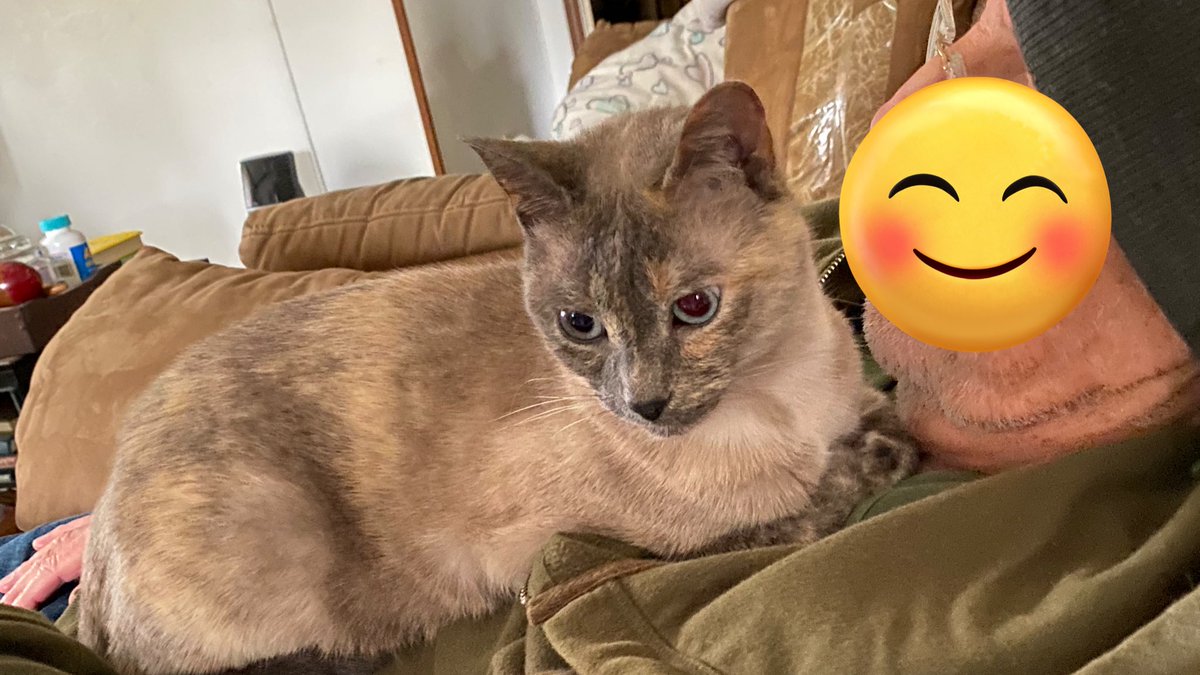 peachandcats's tweet image. Princess Gigi loves her Daddy Her friend Vinnie &amp;amp; his senior mom has more $ going out than coming in They need help paying Rent/Utilities &amp;amp; buying food Please donate at 
PayPal.me/BellaandVinnie @marilynwinders Prove #HowIShakeItOff Dolly Ringo “JungKook is Coming” #FortniteOG 💗