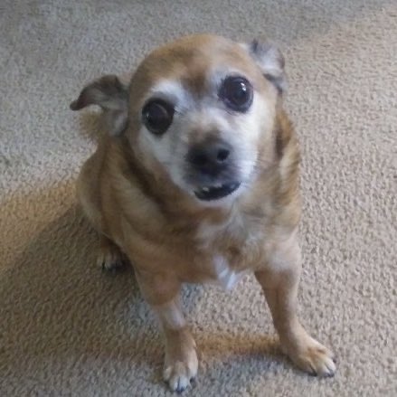 peachandcats's tweet image. Princess Gigi loves her Daddy Her friend Vinnie &amp;amp; his senior mom has more $ going out than coming in They need help paying Rent/Utilities &amp;amp; buying food Please donate at 
PayPal.me/BellaandVinnie @marilynwinders Prove #HowIShakeItOff Dolly Ringo “JungKook is Coming” #FortniteOG 💗