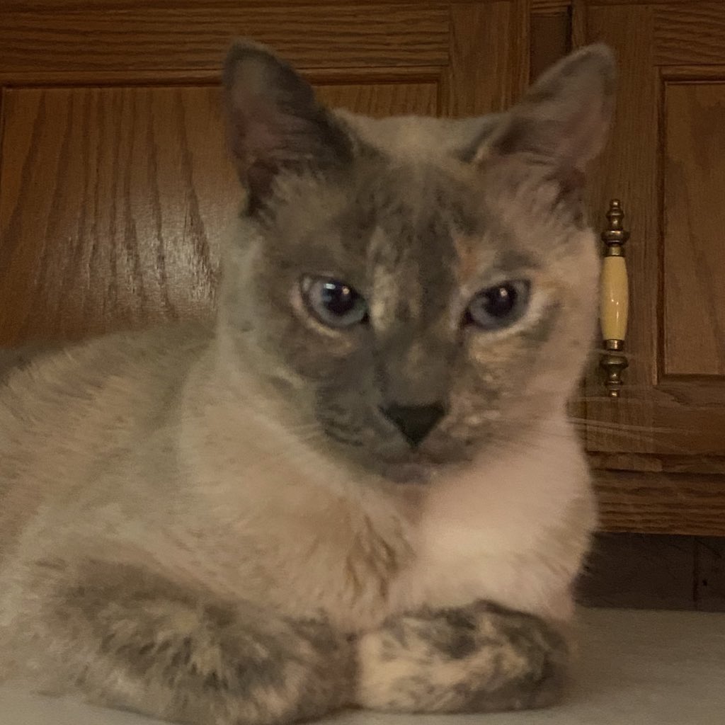 peachandcats's tweet image. Princess Gigi loves her Daddy Her friend Vinnie &amp;amp; his senior mom has more $ going out than coming in They need help paying Rent/Utilities &amp;amp; buying food Please donate at 
PayPal.me/BellaandVinnie @marilynwinders Prove #HowIShakeItOff Dolly Ringo “JungKook is Coming” #FortniteOG 💗