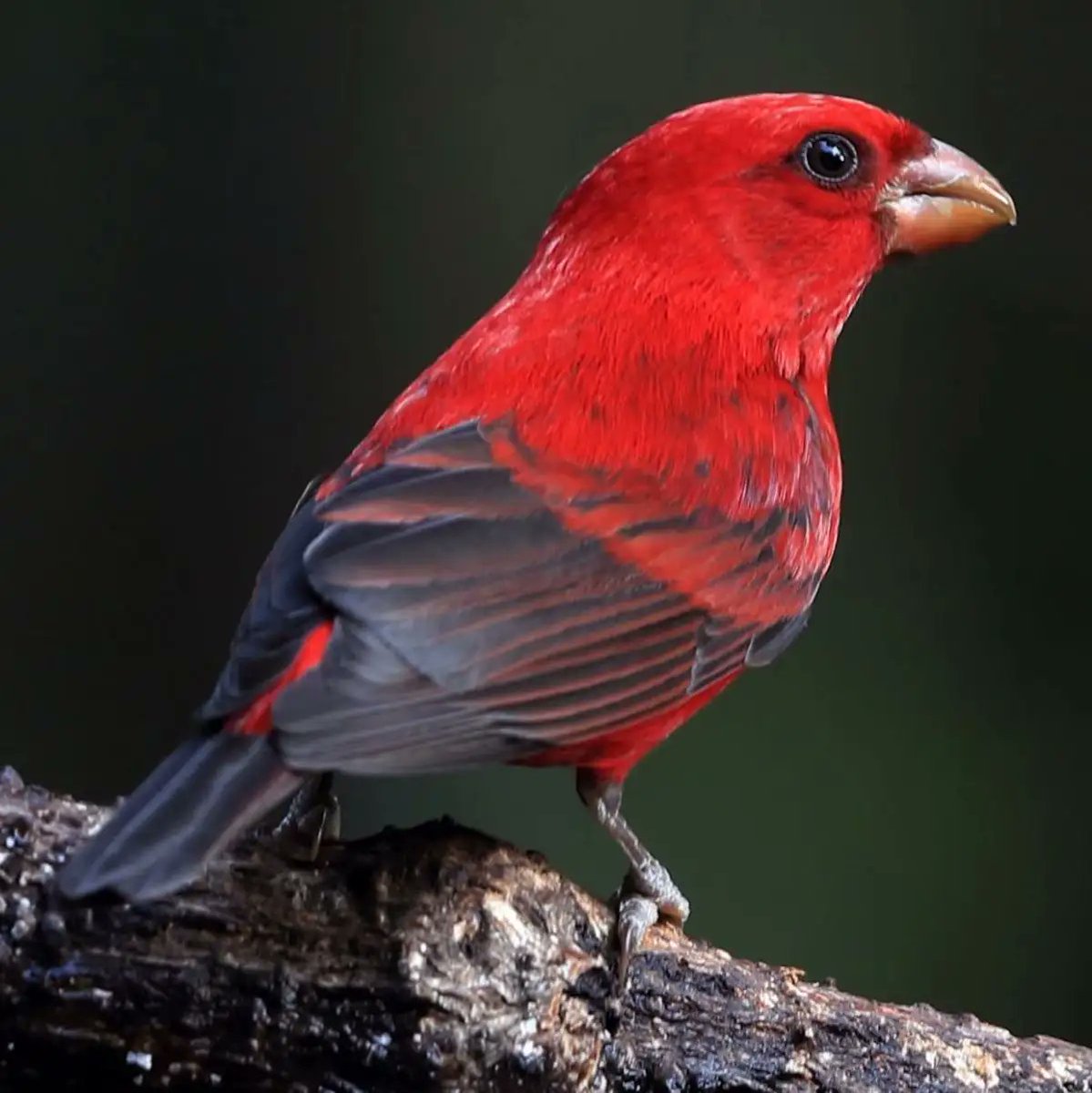 血雀  Scarlet Finch
#birds #nature #photos #LovelyBirdsInChina