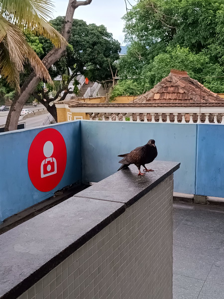 auguzto's tweet photo. Pruu 🐦 https://t.co/XA0HtcetBl