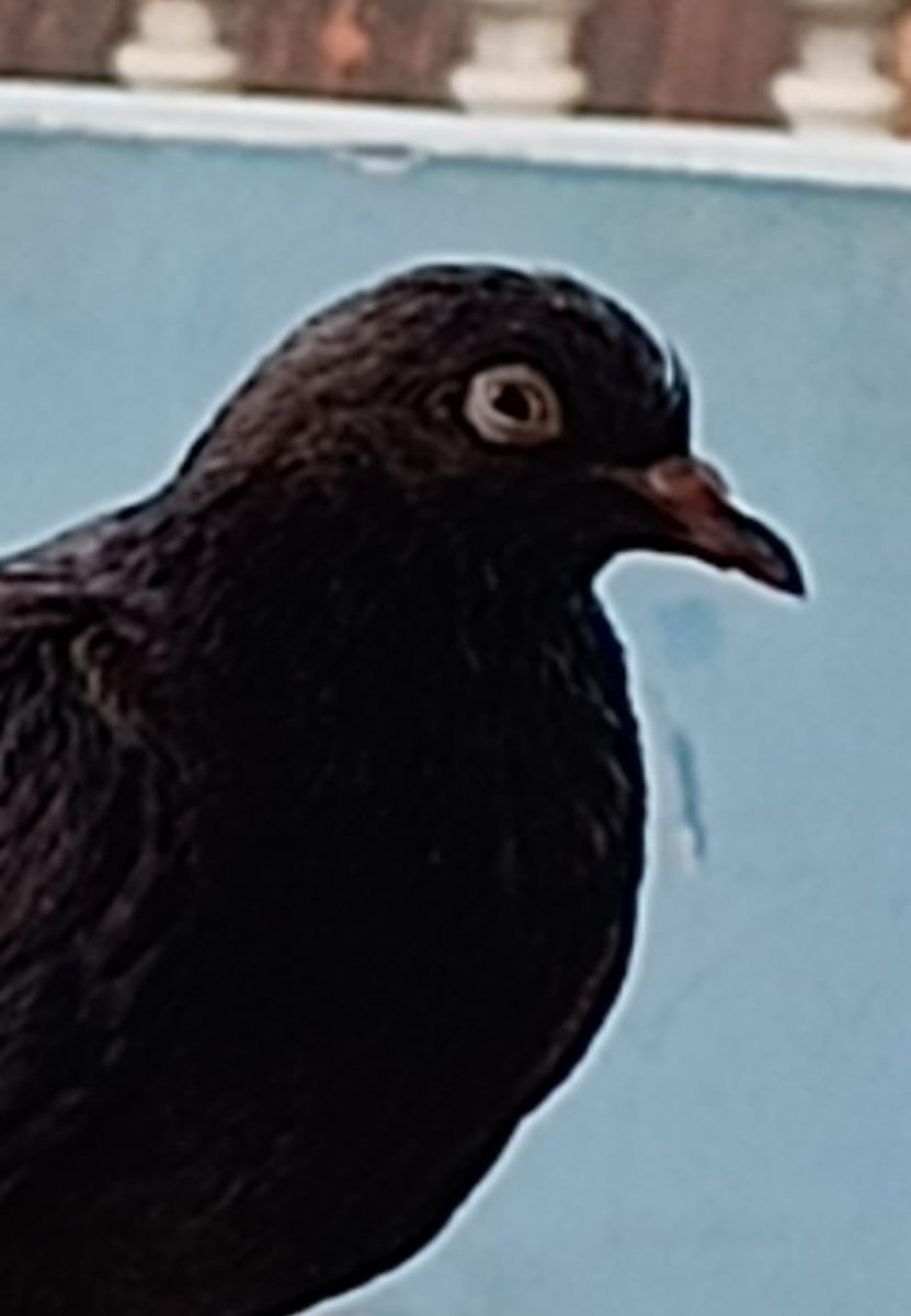auguzto's tweet photo. Pruu 🐦 https://t.co/XA0HtcetBl