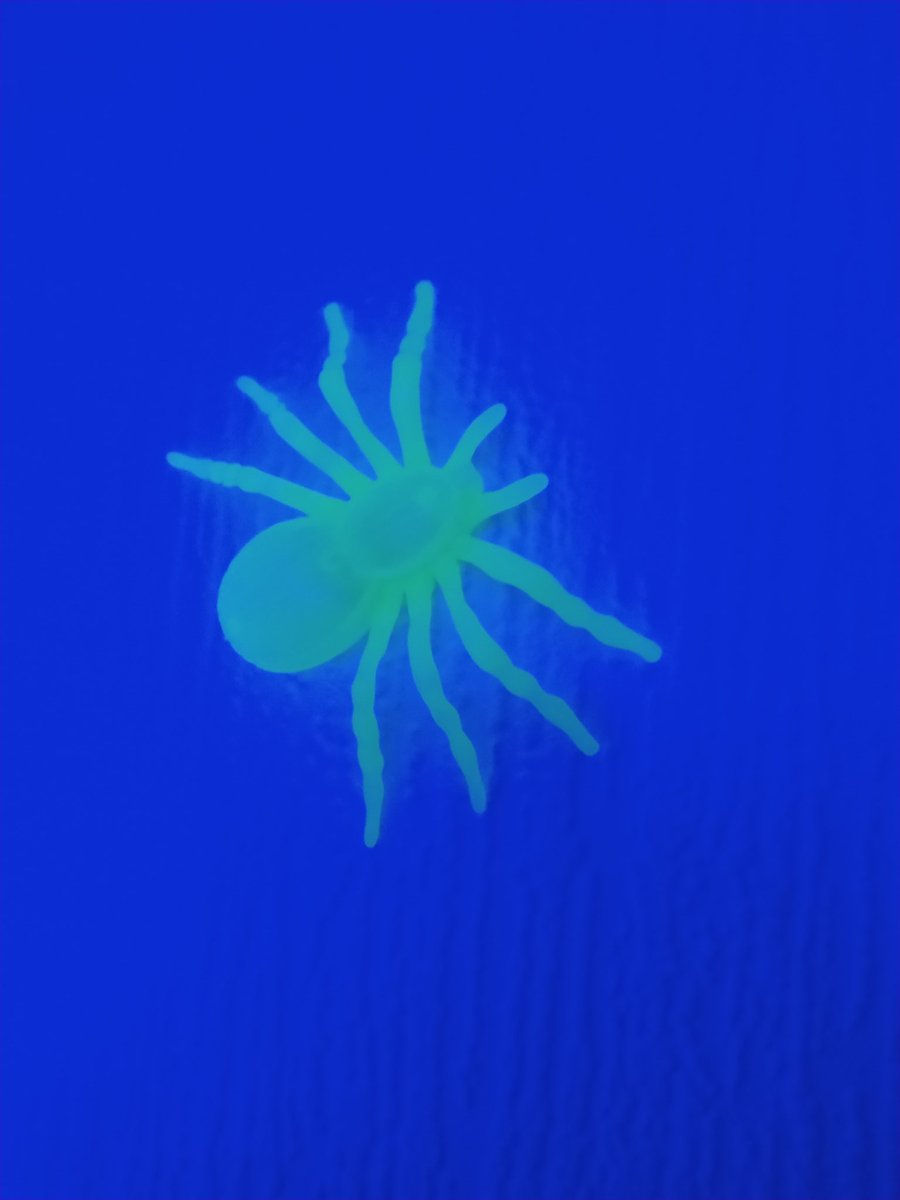RIPurgatory's tweet photo. Resilient Spiders. https://t.co/N6yB72yli5