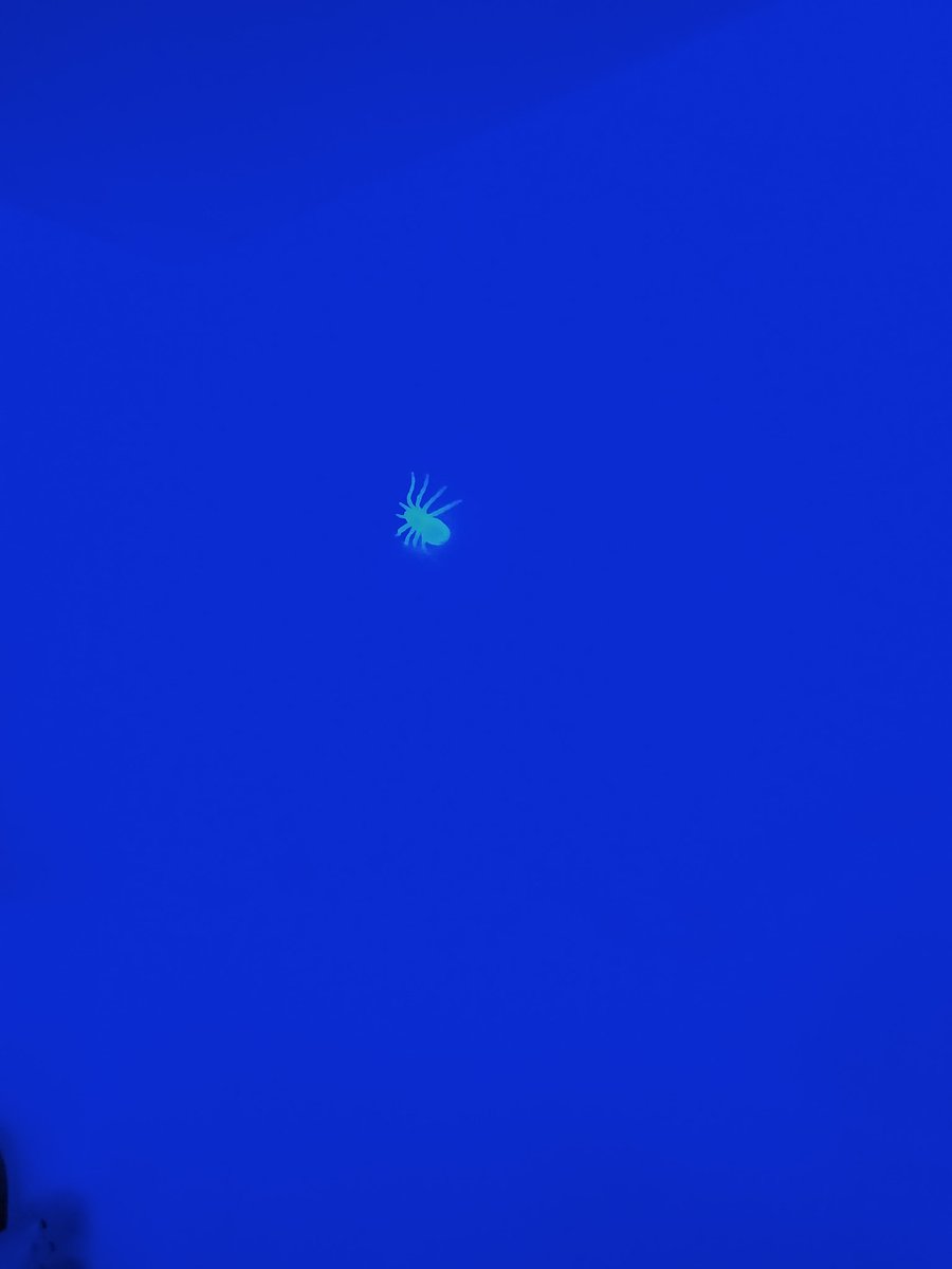 RIPurgatory's tweet photo. Resilient Spiders. https://t.co/N6yB72yli5