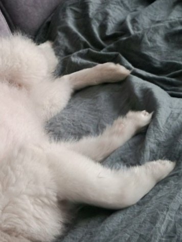 아 진짜 이게 뭐람ㅋㅋㅋㅋㅋㅋㅋㅋㅋ
너무 꼬물꼬물해 귀여웡...