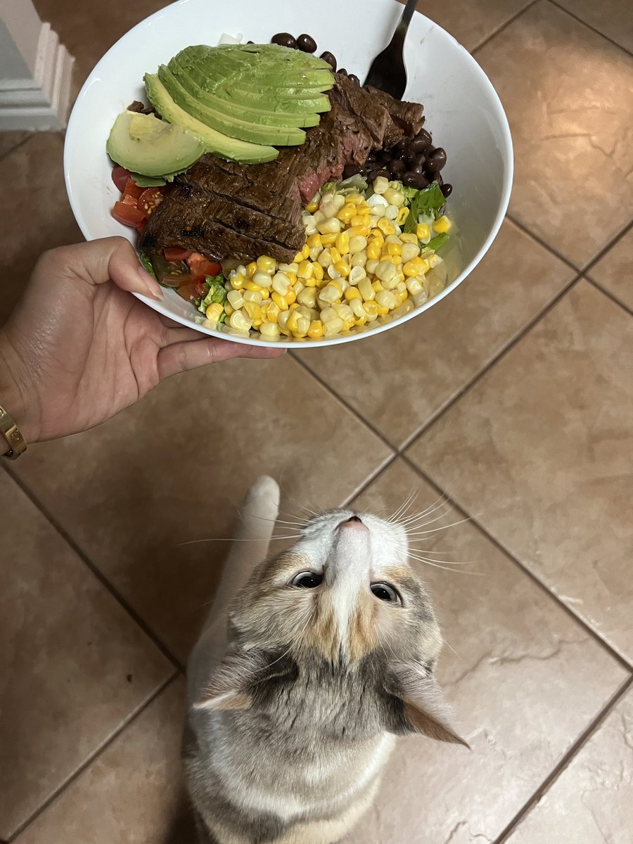 fatfatpankocat's tweet photo. The beast craves taco salad https://t.co/p1xVBbIHbQ
