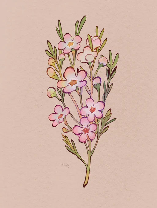 Geraldton Wax, endemic to Western Australia, you can use its leaves in cooking as you would rosemary. The leaves have a citrus flavour similar to lemon myrtle 