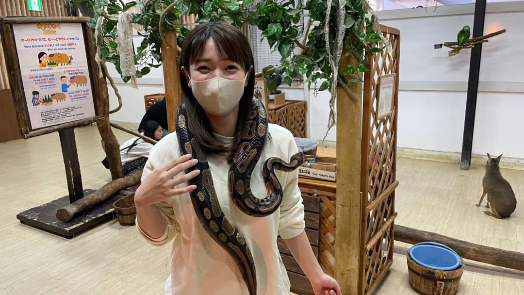 n_ndy0611's tweet photo. ひいいぃぃーーーーー
って言いながら首に巻いた😂
顔引きつりすぎ笑
めちゃくちゃ大人しい子で良かった🥹 https://t.co/8J2Qa2IaGn
