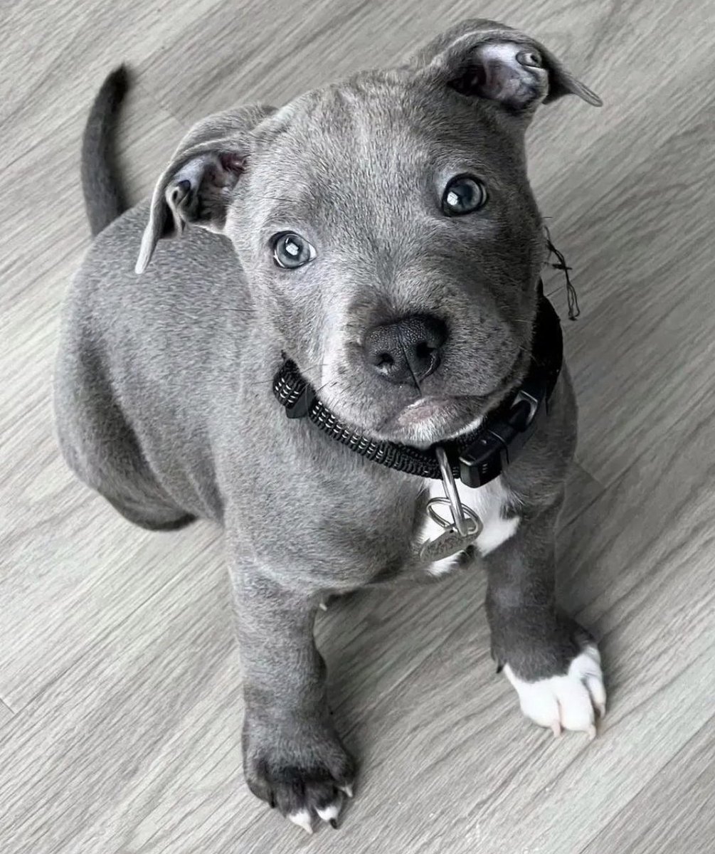 Pit Bulls 🐶 tweet media