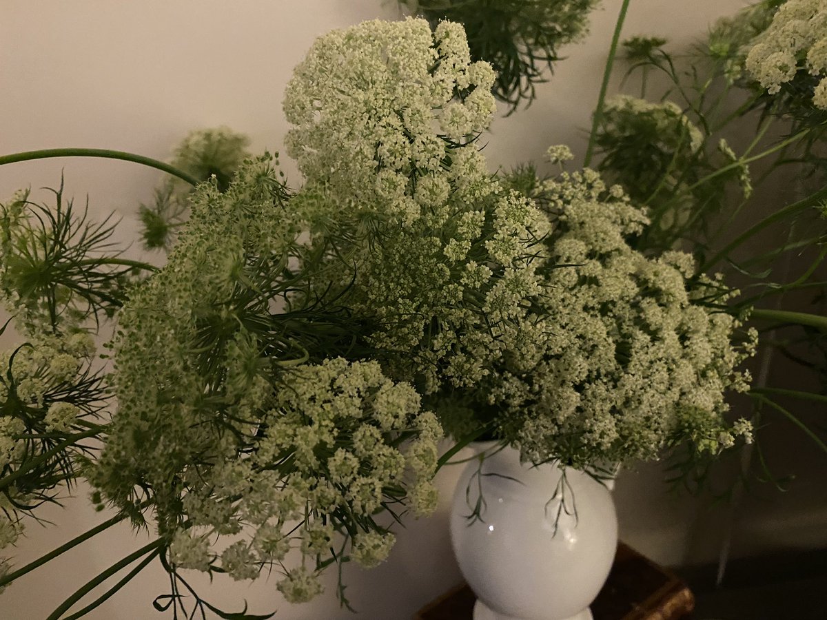 In case anyone is wondering, this is what happens when you let a carrot go to flower in your garden… 

Aren’t they just gorgeous?!?

(This was an intentional experiment, btw.)