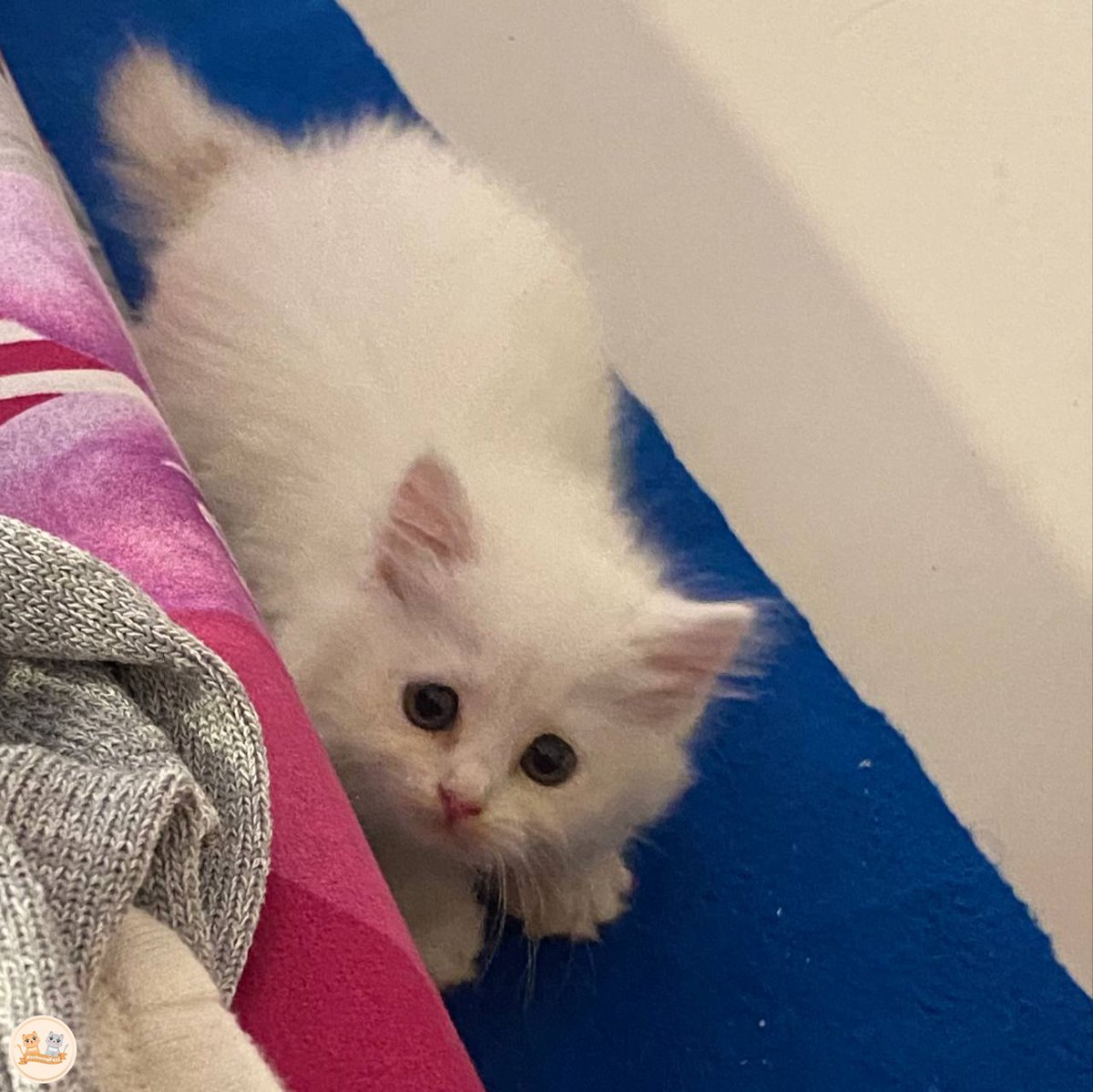 kochengfs's tweet photo. 🐈 akak saran nama buatku dong, tapi aku maunya yang depannya C xixixi https://t.co/Yx9wnNRphF