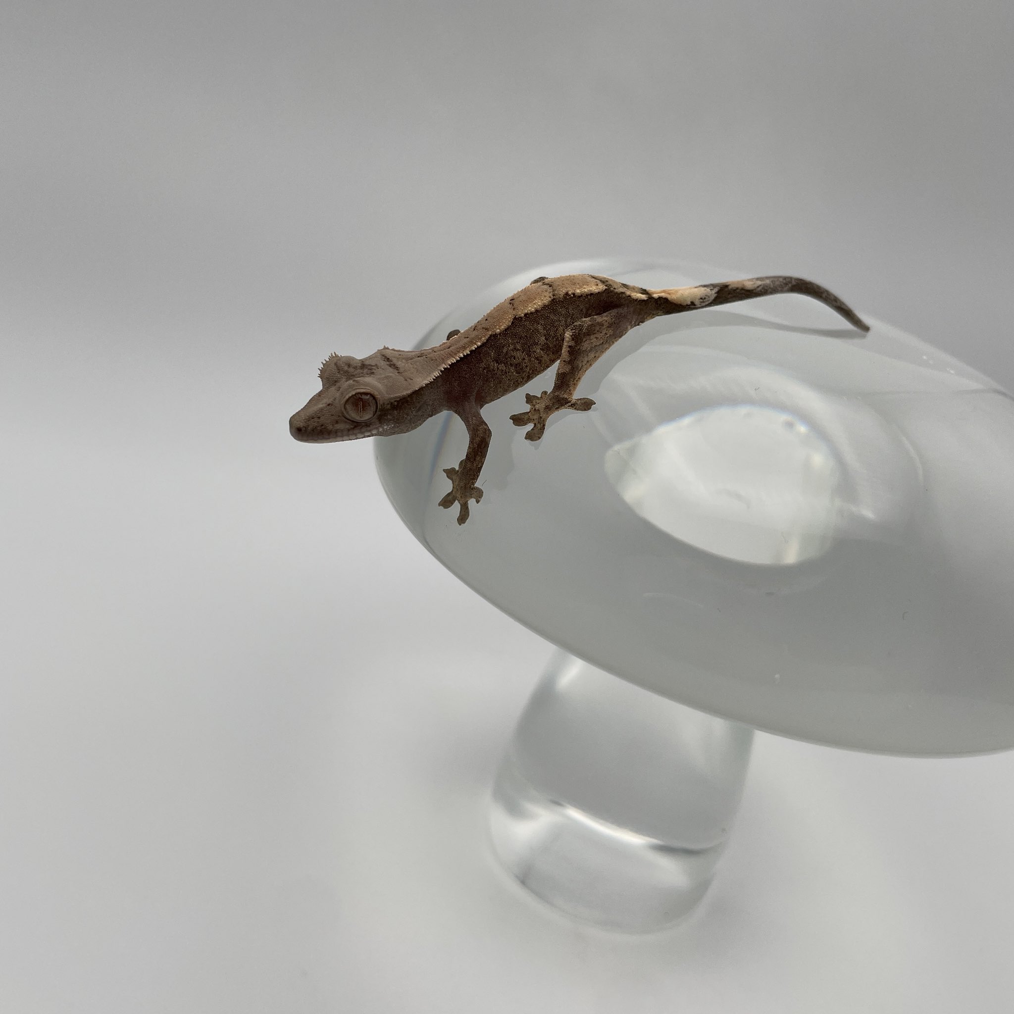 クレステッドゲッコー クレステッドゲッコー 