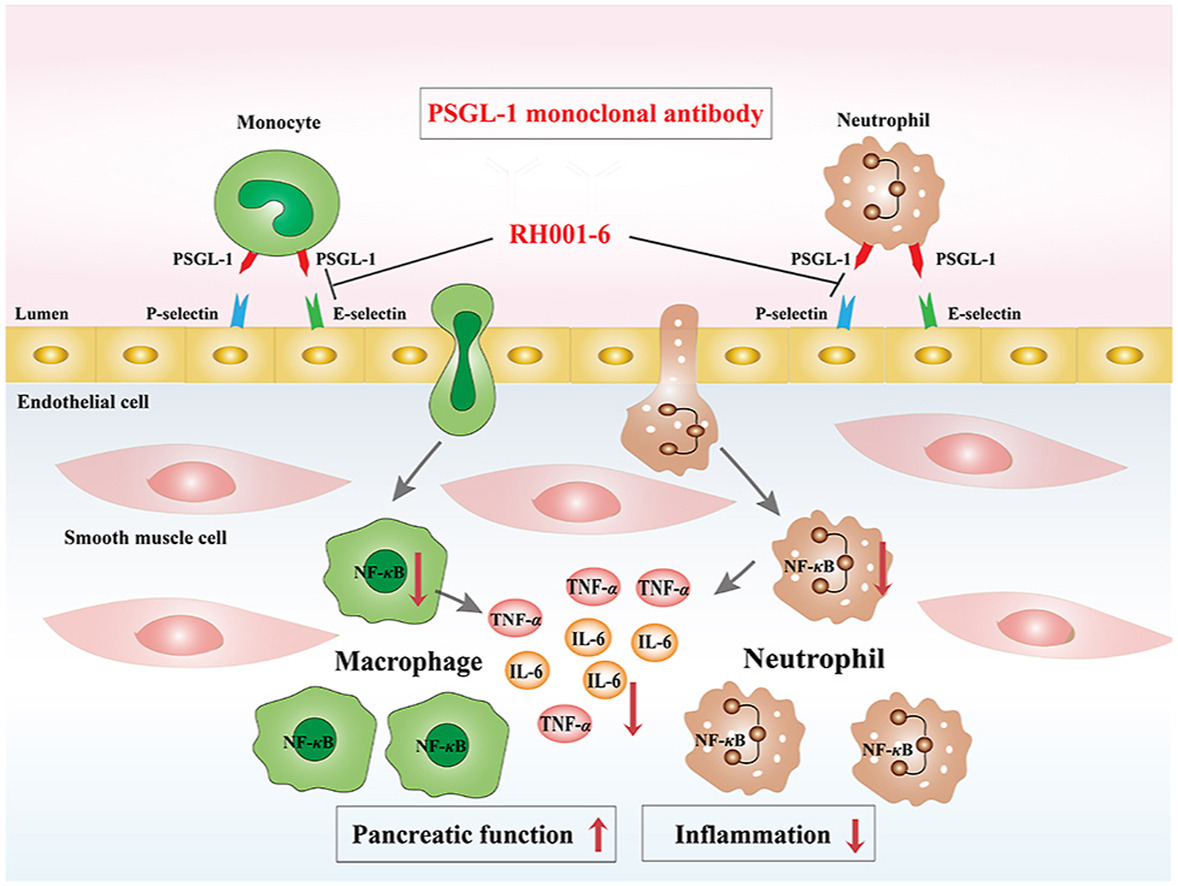 ActaPharmSinB's tweet photo. Article✍️A non-human primate derived anti-#Pselectin #glycoprotein #ligand-1 antibody curtails acute #pancreatitis by alleviating the #inflammatory responses. Anti-human PSGL-1 antibody (RH001-6) was generated. From Dr. Yang @PekingUnionMedicalCollege.
https://t.co/0s86Co3hvC https://t.co/DSCtHtkk9K