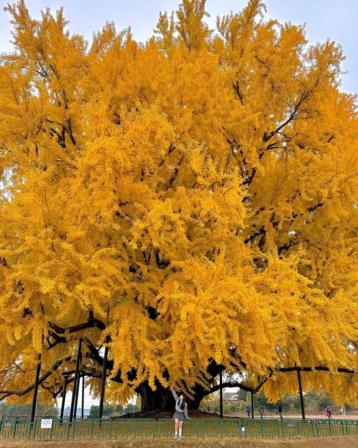 ideabox7's tweet image. 현 시각 절정이라는 초대형 은행나무 스팟 #반계리은행나무 - ALLTHATTRAVEL - go.shr.lc/40klJGP