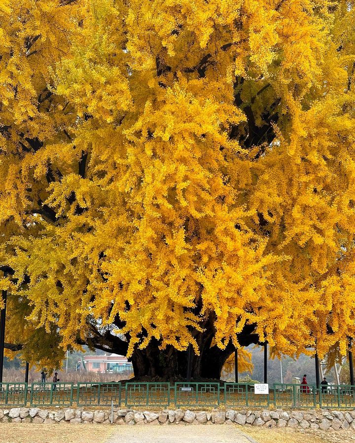ideabox7's tweet image. 현 시각 절정이라는 초대형 은행나무 스팟 #반계리은행나무 - ALLTHATTRAVEL - go.shr.lc/40klJGP