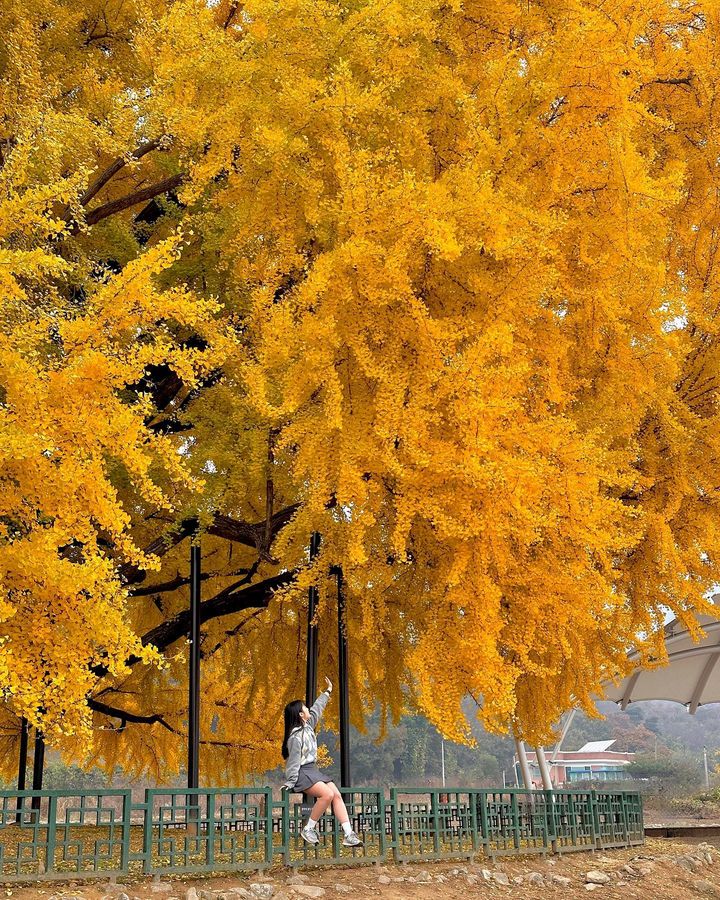 ideabox7's tweet image. 현 시각 절정이라는 초대형 은행나무 스팟 #반계리은행나무 - ALLTHATTRAVEL - go.shr.lc/40klJGP