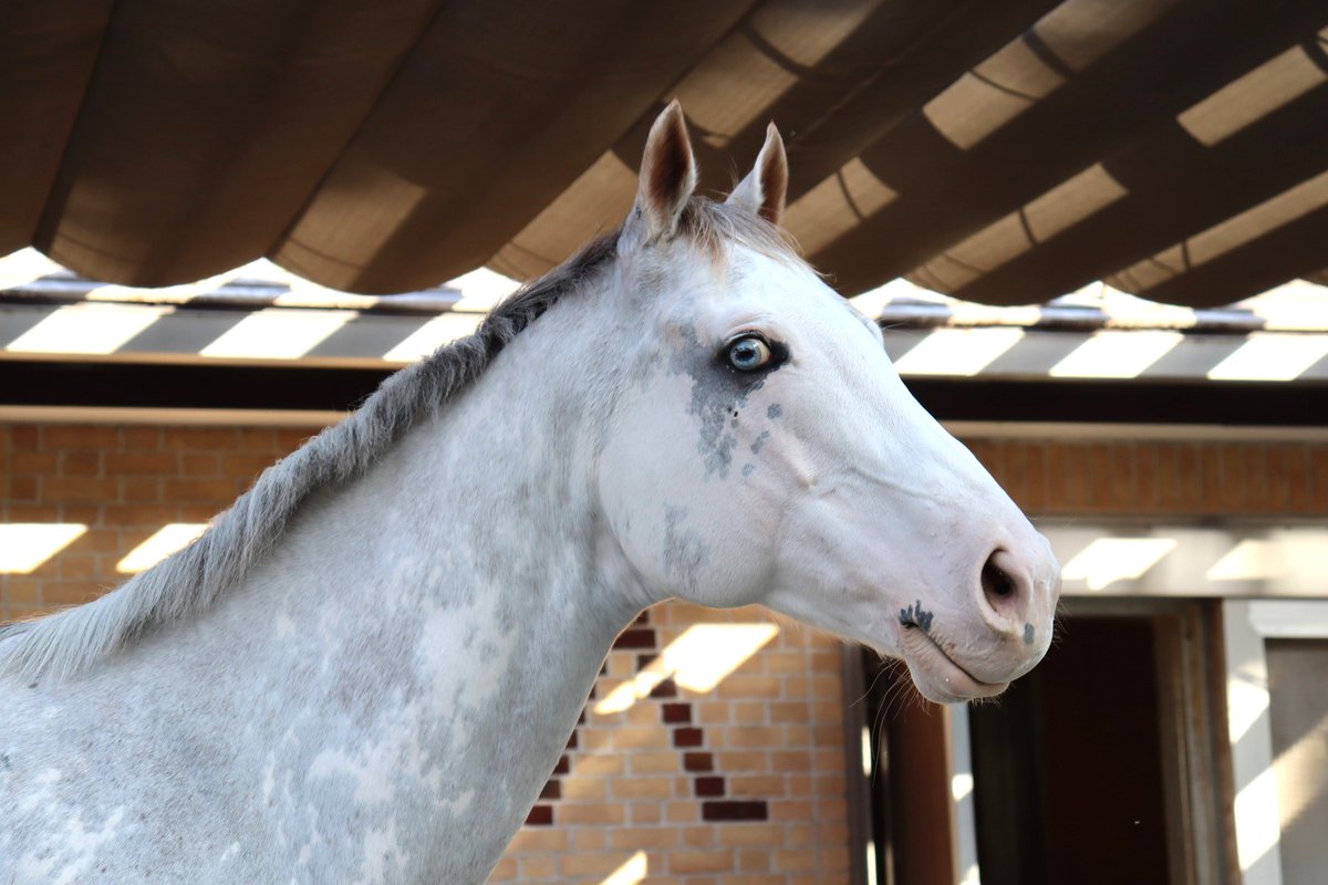 JRARacingMuseum's tweet photo. シロニイは11月1日（水）に阪神競馬場から無事府中へ到着し、元気に過ごしています♪
明日から期間限定の放牧展示を行います。
ぜひ ＃シロニイ に会いに来てください✨
（写真は昨日の様子です） https://t.co/vFk41C6i2C
