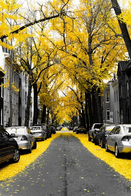 NikkiDale's tweet photo. Gingko Trees,Washington, D.C #GingkoTrees,Washington #D.C https://t.co/oVvC4UqraQ https://t.co/K4qqvAHFrb