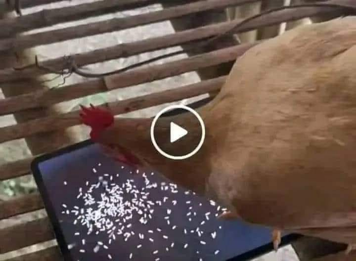 Kamui 🇨🇴 tweet media