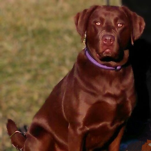 WillowzMom's tweet image. Happy Happy Birthday Evo!! God Bless You and Protect You And All LEO'S Always💙🐾 My Labby, Willow, turned 13 Yesterday 💜 I hope you've had lots of Cookies and Loves Today!!! #BackThe