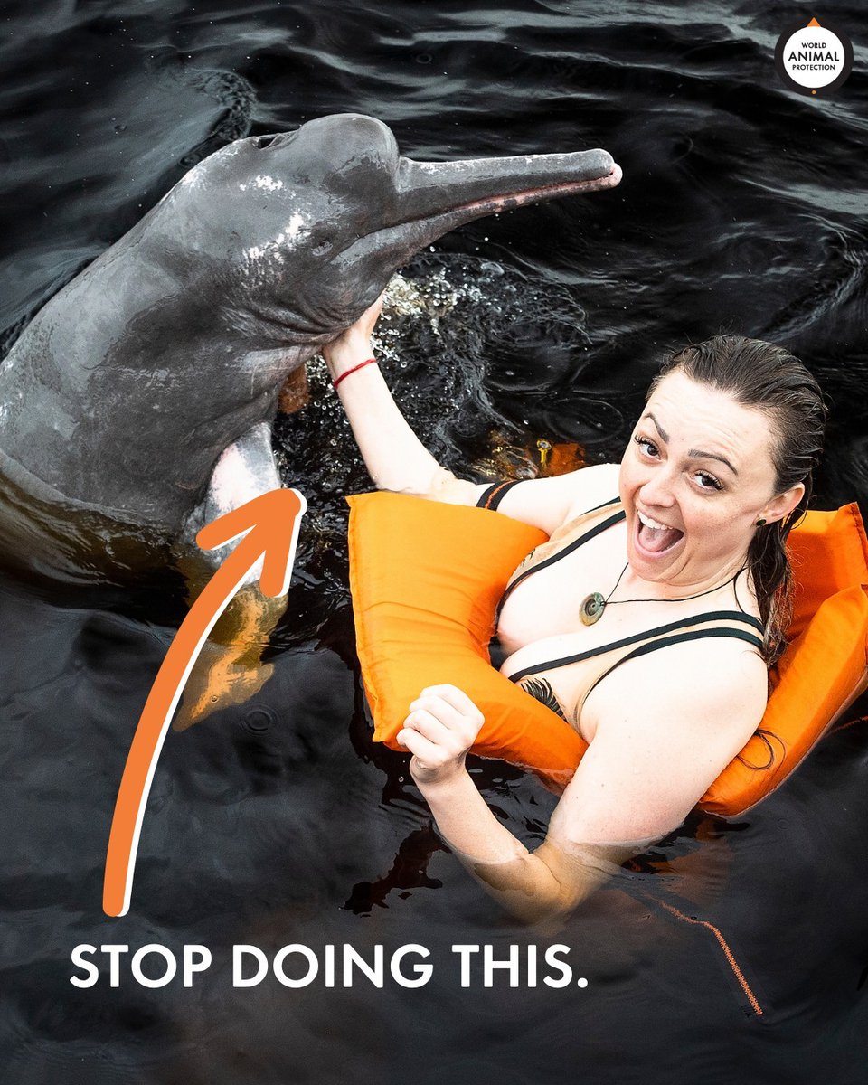 If you see an wild animal in the wild—leave them alone.

Please never pay for harmful close encounters and selfies with Amazon river dolphins (or any wild animals!).