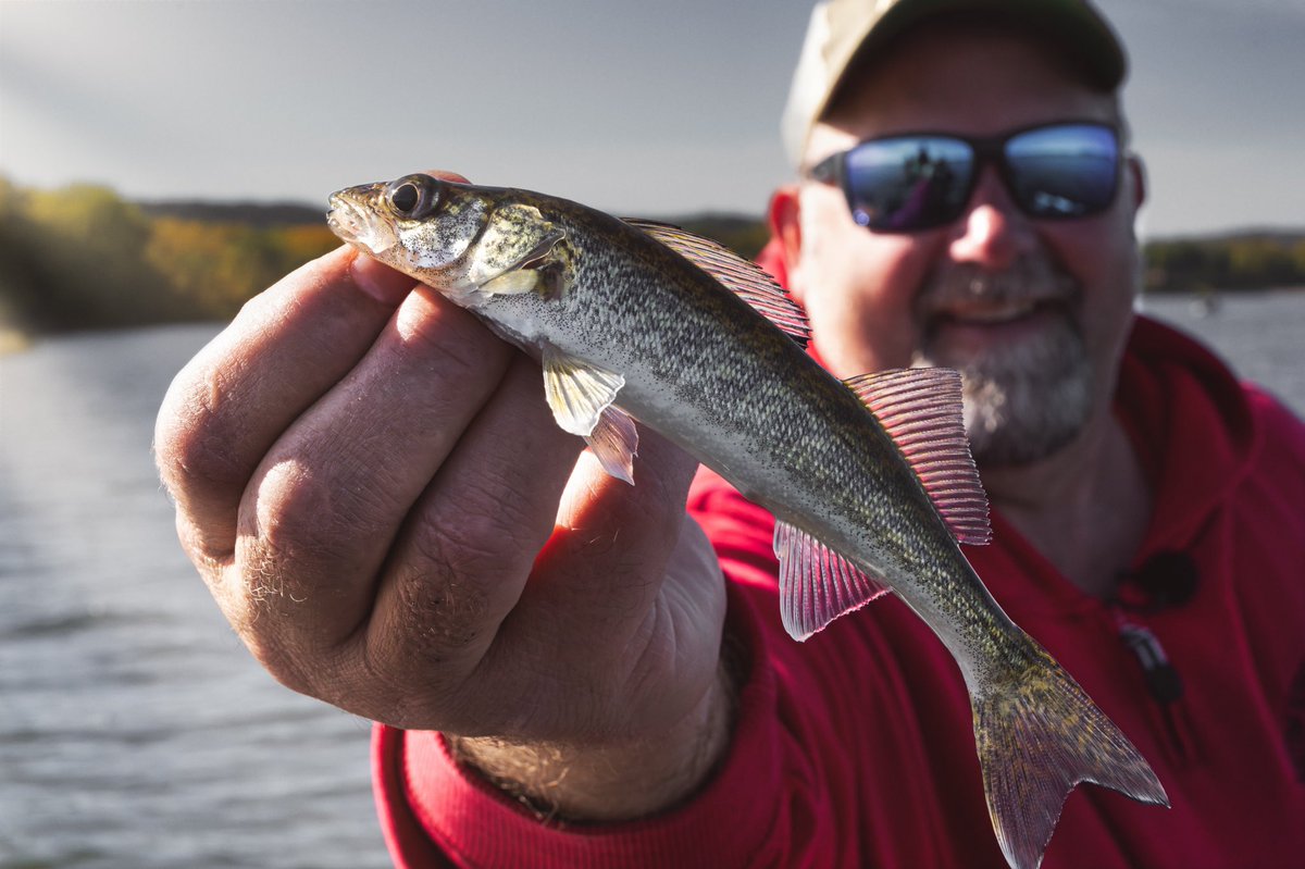 TheNextBiteTV's tweet image. Jarrad fluekiger with a Giant Pool 4 fingerling.  The skills to catch something of that size is incredible.  Let’s see some of the smallest fish you have caught.
Thenextbitetv #jarrodfluekiger #pool4 #fish #fishing #fingerlings #walleye #discoverychannel
