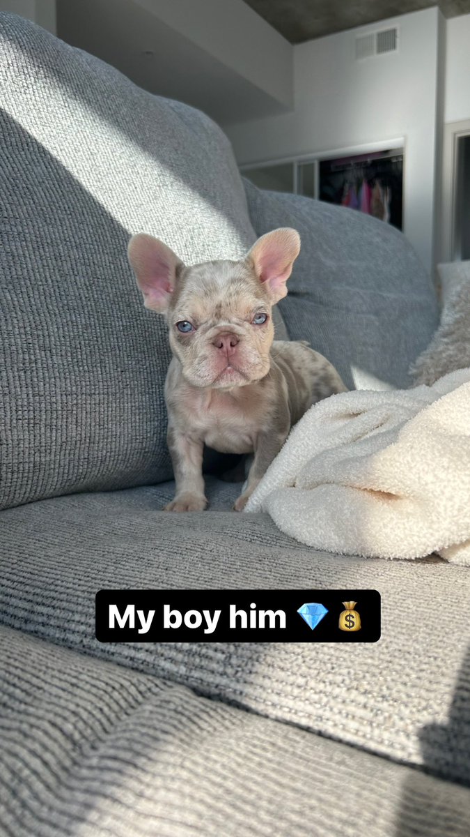 InPatWetrust_'s tweet photo. Meet my son Amiri #flufflycarrier #exotic #newshade  #amiri 🥵💎 https://t.co/KK0xNGFe13