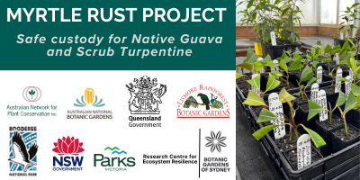 New partners🤝more plants in the ground🌱new promotional material🌟 See the link below for an update on how the extended Myrtle Rust Project is progressing so far. anpc.asn.au/uncategorized/…