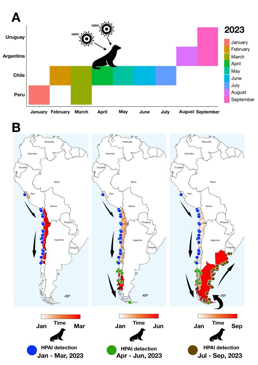 Incredible overview of sealion outbreaks due to HPAI in South America. More than 24,000 died in Peru, Chile, Argentina, and Uruguay bw Jan- Sept 2023. Route of infection likely eating infected birds. 👉papers.ssrn.com/sol3/papers.cf…