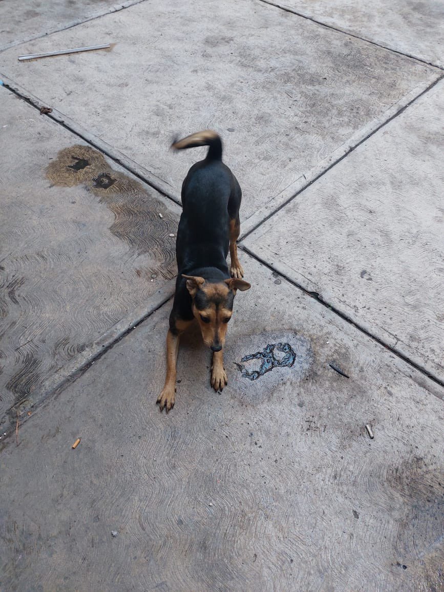 𝙷𝚎𝚕𝚊 𝙼𝚘𝚛𝚎 🐶 tweet media