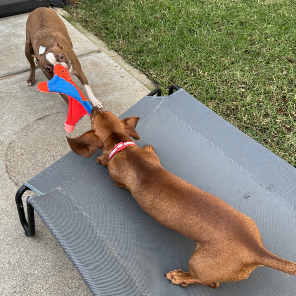 dragonblogger's tweet photo. Kiwi and Heinz locked in a tug of war battle! #bostonterriers #minidoxie #petsofdragonbloggers #dogs https://t.co/b4LINmwG1V