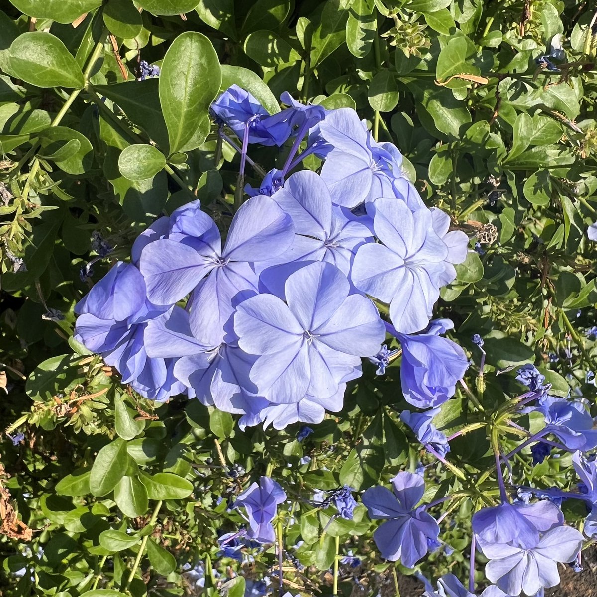 pochi_wolf's tweet photo. 💐
イソマツ科ルリマツリ属　  半つる性常緑低木
 ルリマツリ(瑠璃茉莉)
花言葉：密かな情熱
💐
@日吉六丁目界隈 https://t.co/FdU84PR5ti