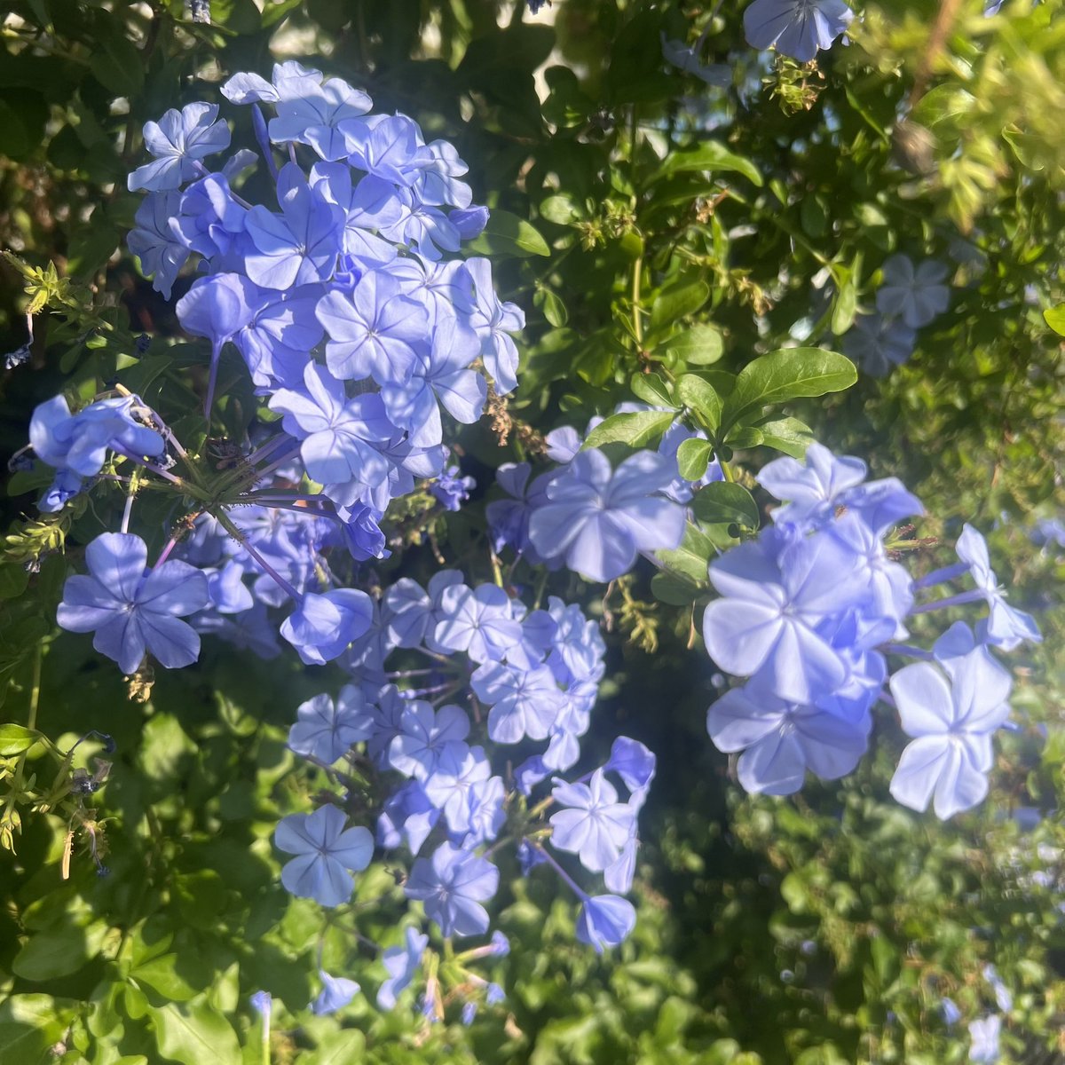 pochi_wolf's tweet photo. 💐
イソマツ科ルリマツリ属　  半つる性常緑低木
 ルリマツリ(瑠璃茉莉)
花言葉：密かな情熱
💐
@日吉六丁目界隈 https://t.co/FdU84PR5ti