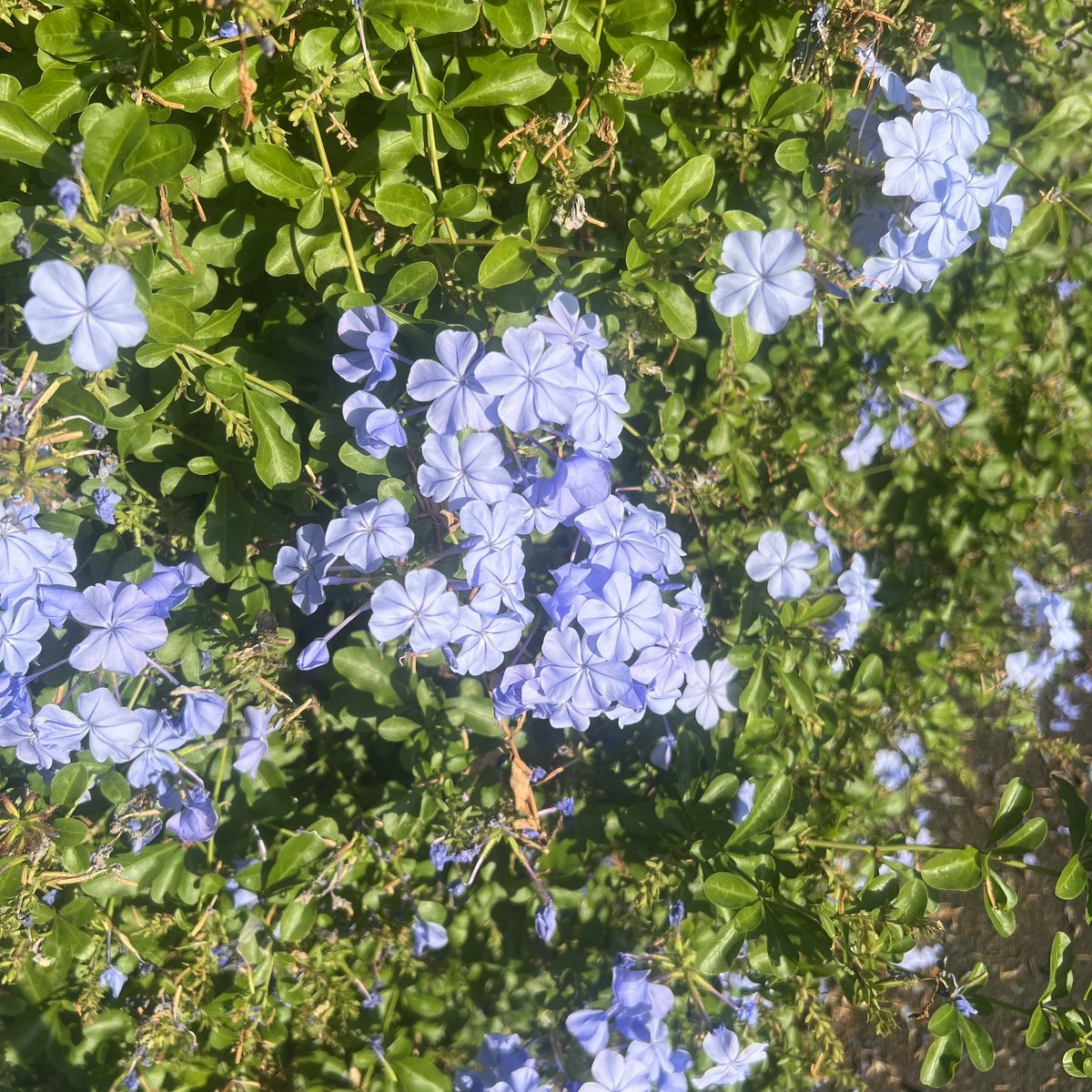 pochi_wolf's tweet photo. 💐
イソマツ科ルリマツリ属　  半つる性常緑低木
 ルリマツリ(瑠璃茉莉)
花言葉：密かな情熱
💐
@日吉六丁目界隈 https://t.co/FdU84PR5ti