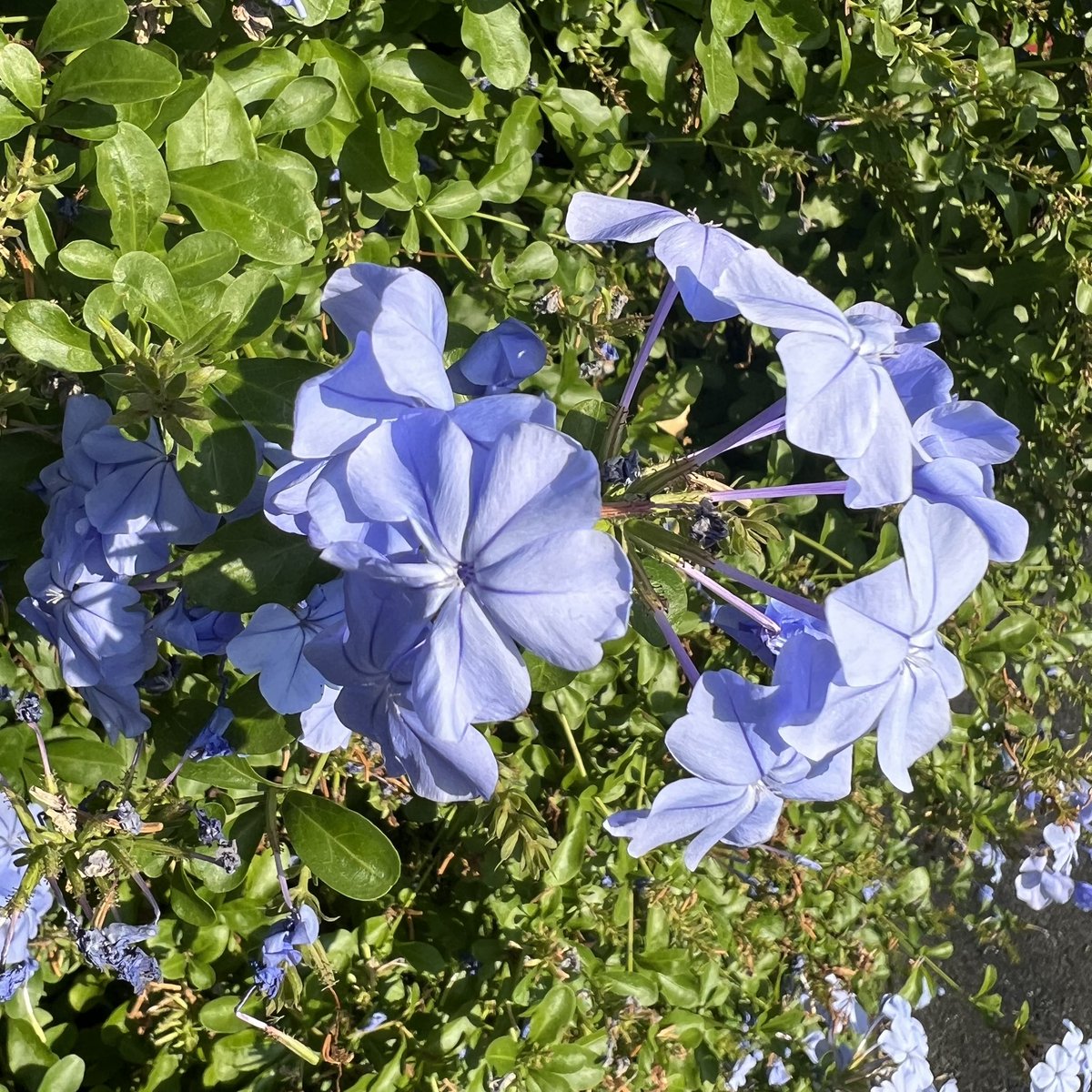 pochi_wolf's tweet photo. 💐
イソマツ科ルリマツリ属　  半つる性常緑低木
 ルリマツリ(瑠璃茉莉)
花言葉：密かな情熱
💐
@日吉六丁目界隈 https://t.co/FdU84PR5ti