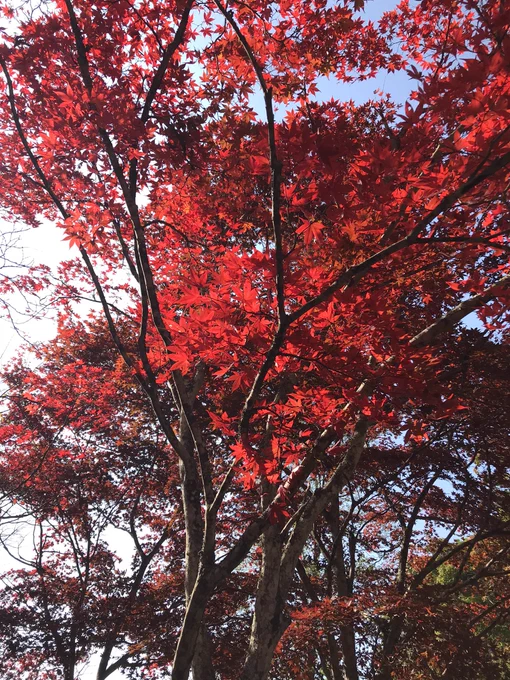 中野もみじ山行ったよ 