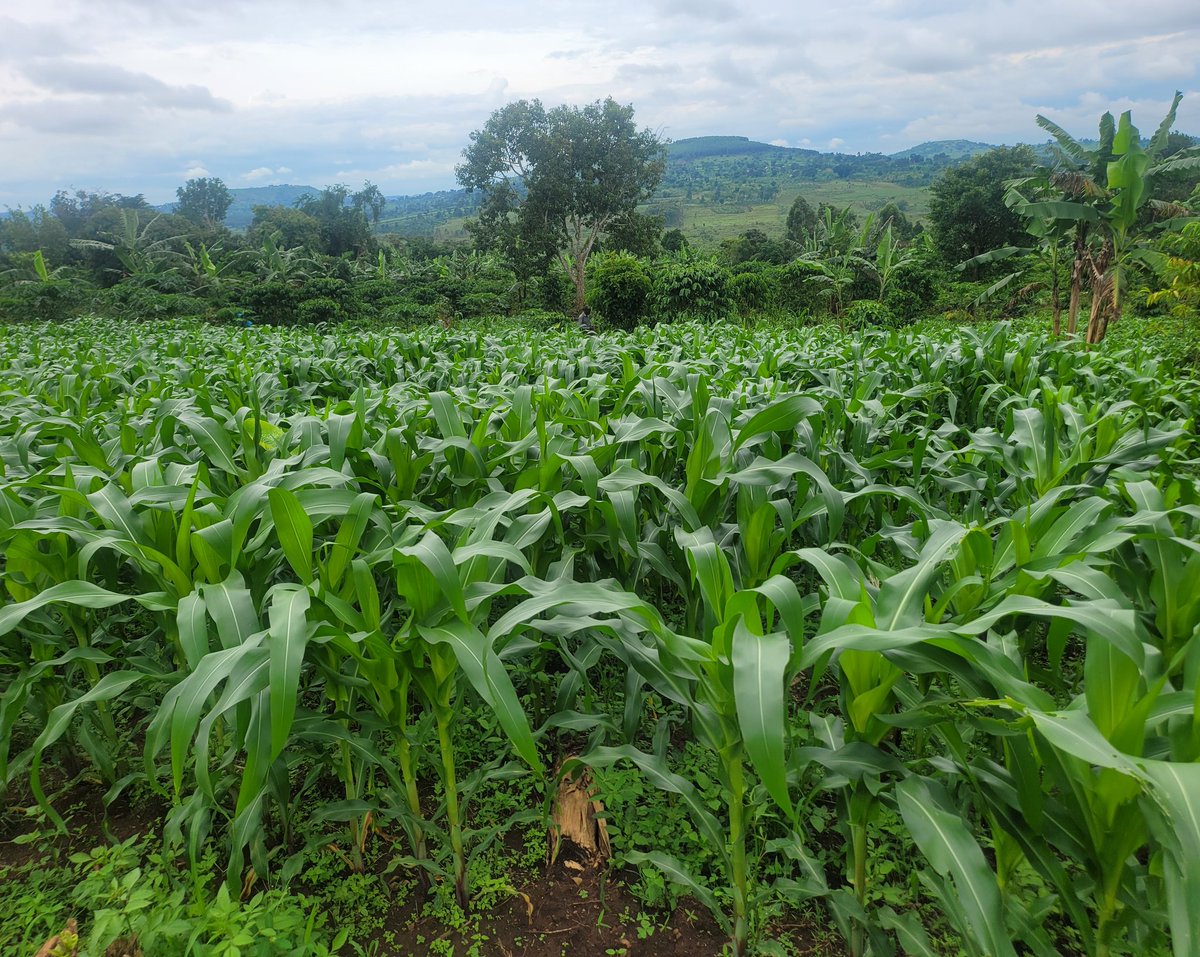 FarmDem's tweet photo. Spent yesterday visiting demo gardens for farmers using our organic fertilizer. When it's go to be green!🥰 https://t.co/oVzQF6MApY