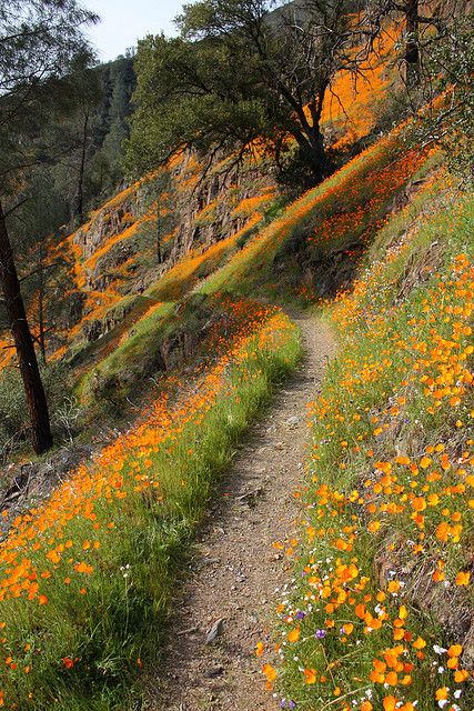 nordicwebdesign's tweet photo. Wildflower Path, Yosemite, California #WildflowerPath #Yosemite #California https://t.co/KRwk3mk2ou https://t.co/Zp2HzYdtKl