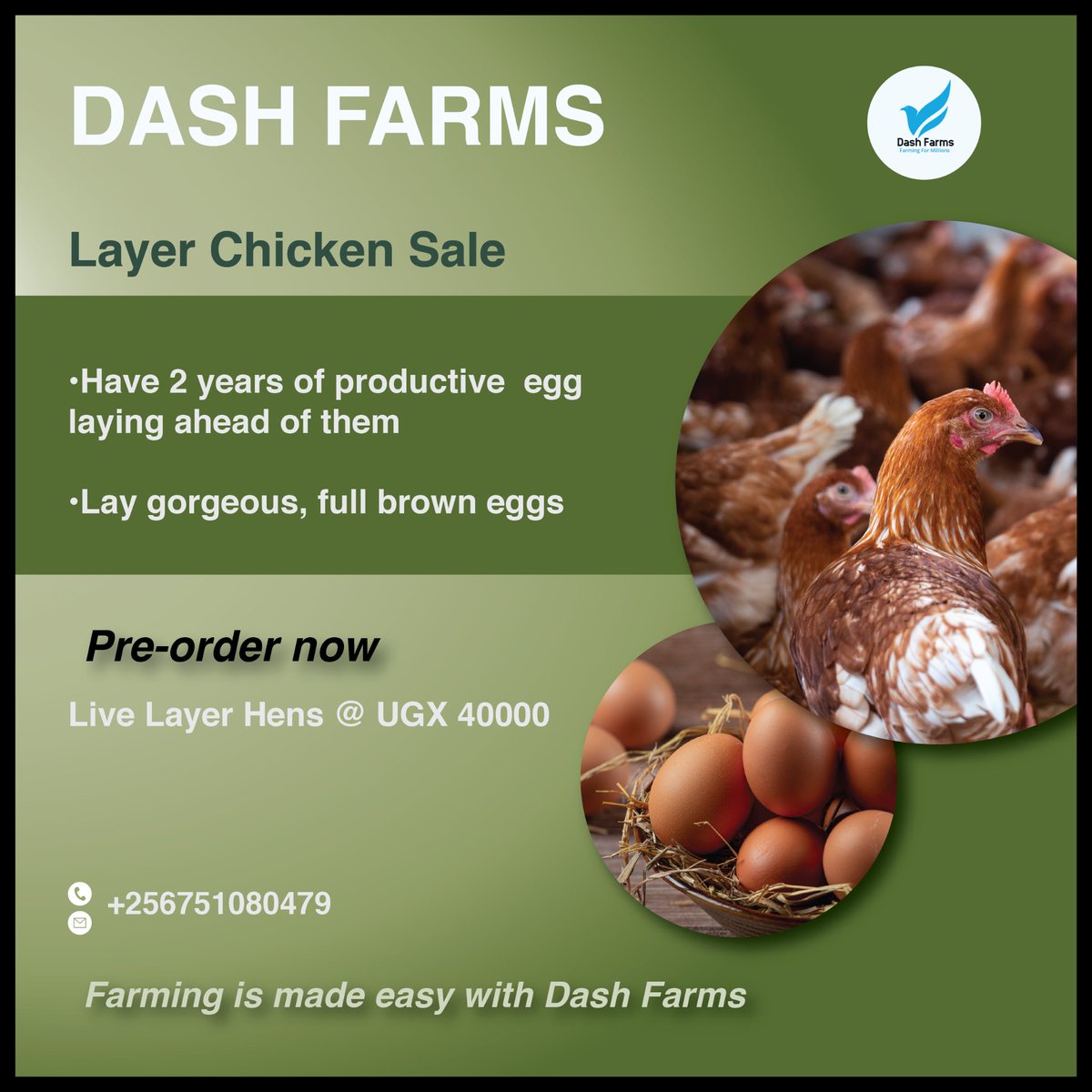 DashFarms337's tweet photo. When life gives you eggs, make an omelet of possibilities.

Farming is made easy with Dash Farms. 

Farming for millions 
Call/whatsapp 0751 080479 https://t.co/G4VFEFzxOU