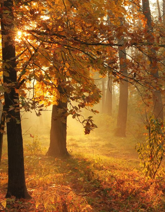 bidoeroutsiders's tweet photo. "Last day of October ends here after one more hour" 🍂 https://t.co/TpdW20uqrJ