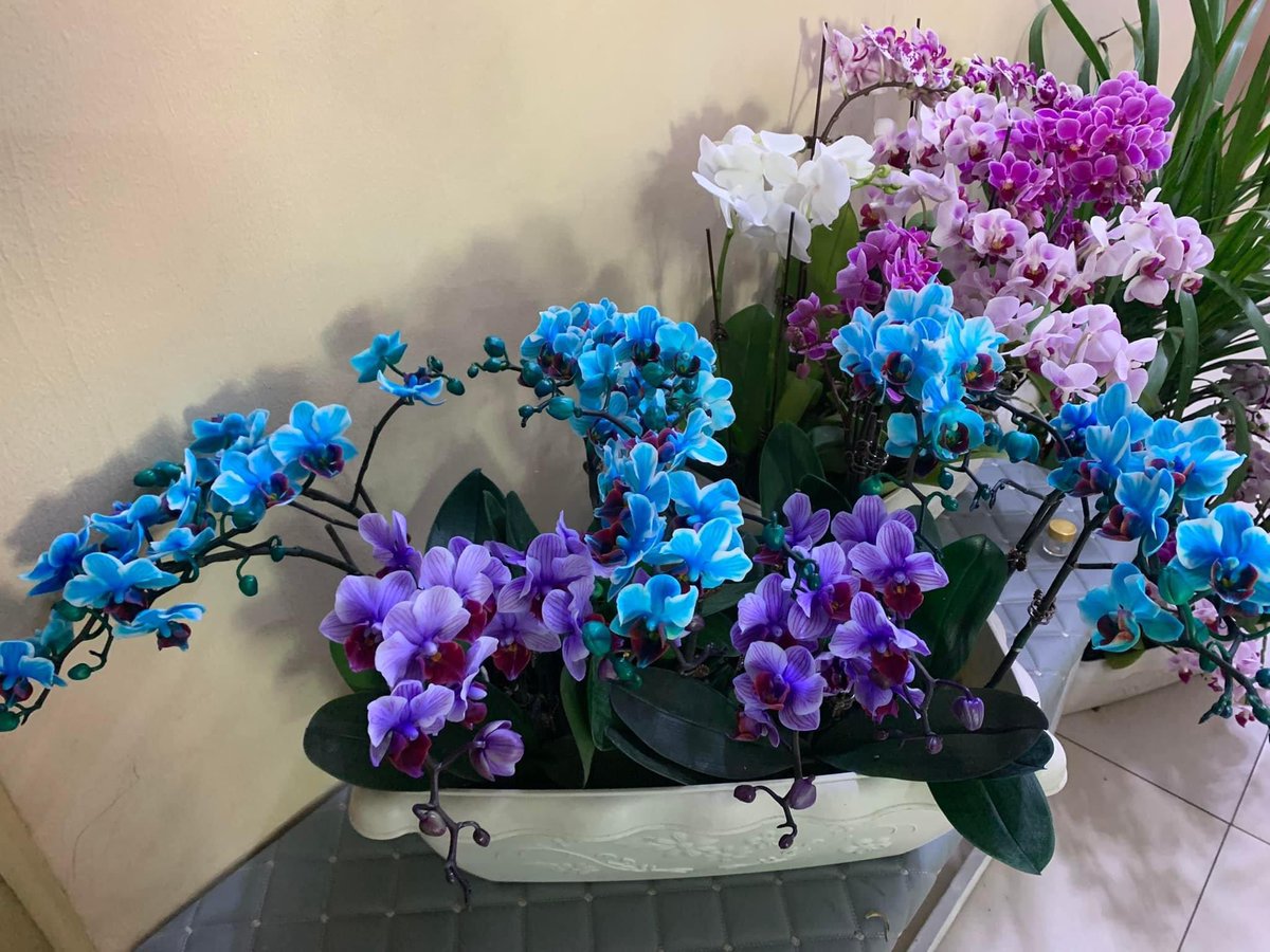 Цахирмаа цэцэгс алагланхан байнаа🤩😍🤩😍🤩
Саван дотор олноор нь хийсэн байгаа байдал шүү.
Үнэ: 
Том сорт-42,000
Дунд болон жижиг сорт-38,000
Будагтай мини цахирмаа-58,000төг