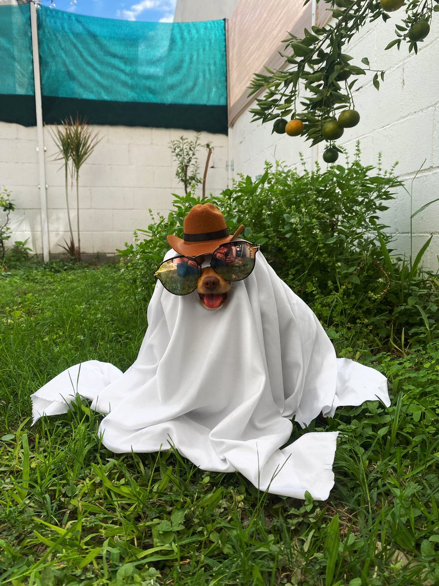 andreewhuerta's tweet photo. @DiloConPerritos Ghost 👻 https://t.co/zftHc1Emwk
