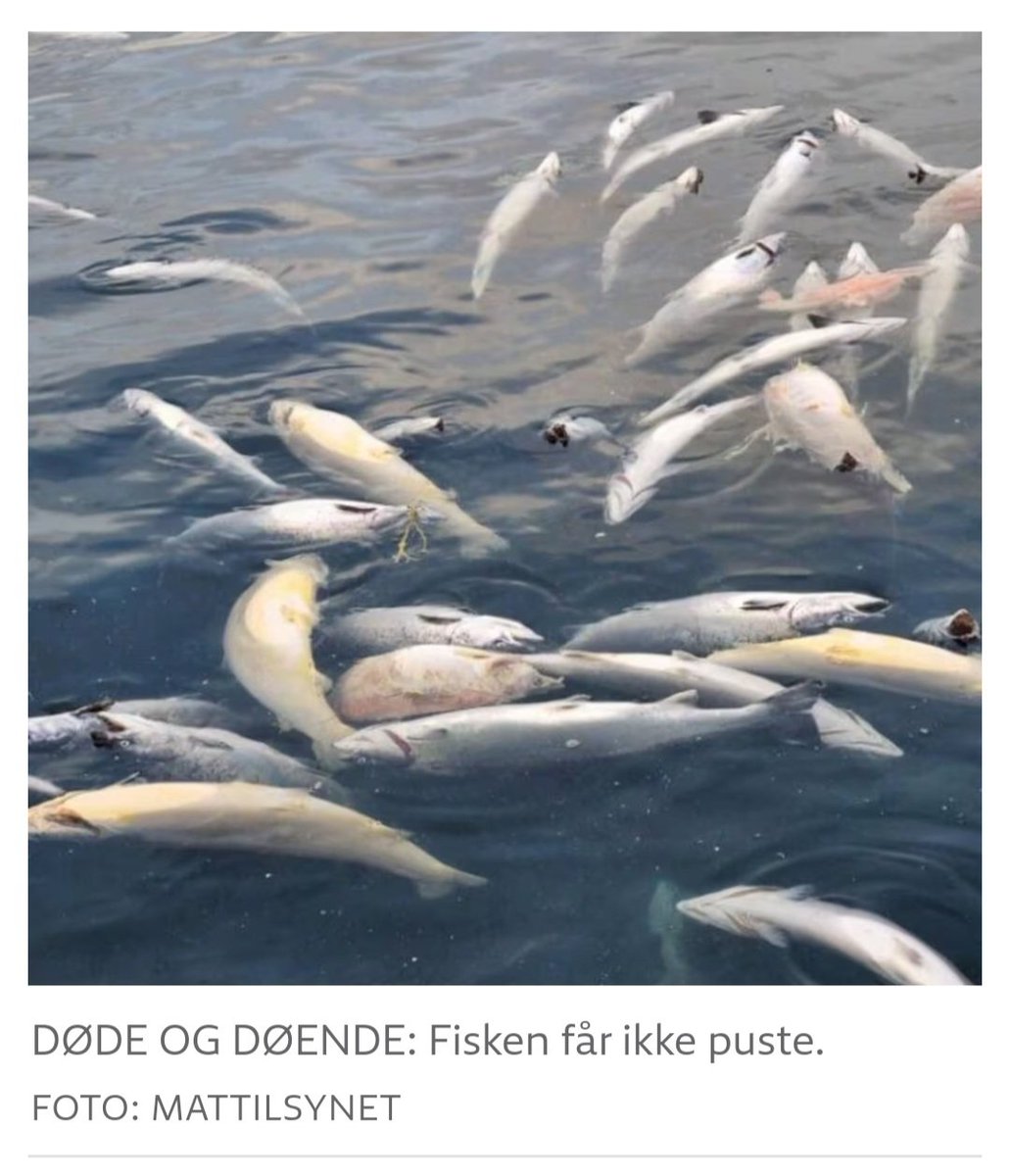 Norwegian farmed salmon industry  is in serious trouble, violating animal health and welfare standards. New photos surfacing with national broadcaster NRK today show piles of dead, gill diseased salmon in the fish pens of seafood giant Lerøy this autumn
nrk.no/norge/plutseli…