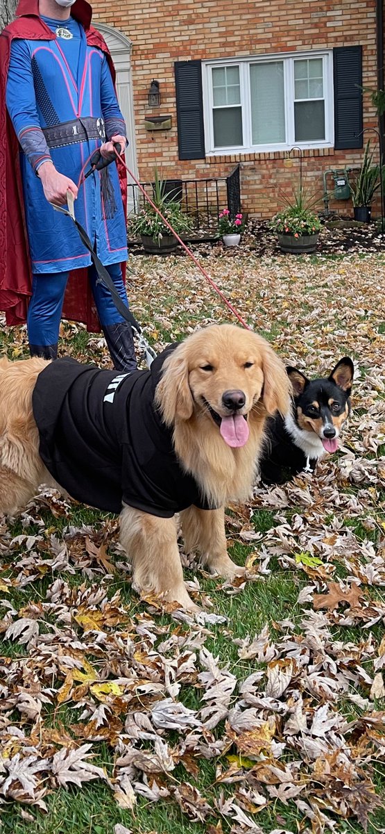 KindaInTune's tweet photo. My two security dogs and my husband was Doctor Strange. #masterpancake #masterpancakehalloween https://t.co/1FeUigZEJ5