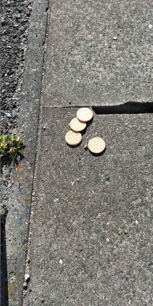 【注意】
道端に不自然に置かれたビスケットからキンチョール的な殺虫剤の匂いがしました
拾い食いをしてしまうわんこさんは気をつけてください
空港通りです

咄嗟に半分くらい排水溝に捨ててしまったのですが
ハッとして写真撮って1つだけ持ち帰ったので警察に相談に行ってきます

 #拡散希望