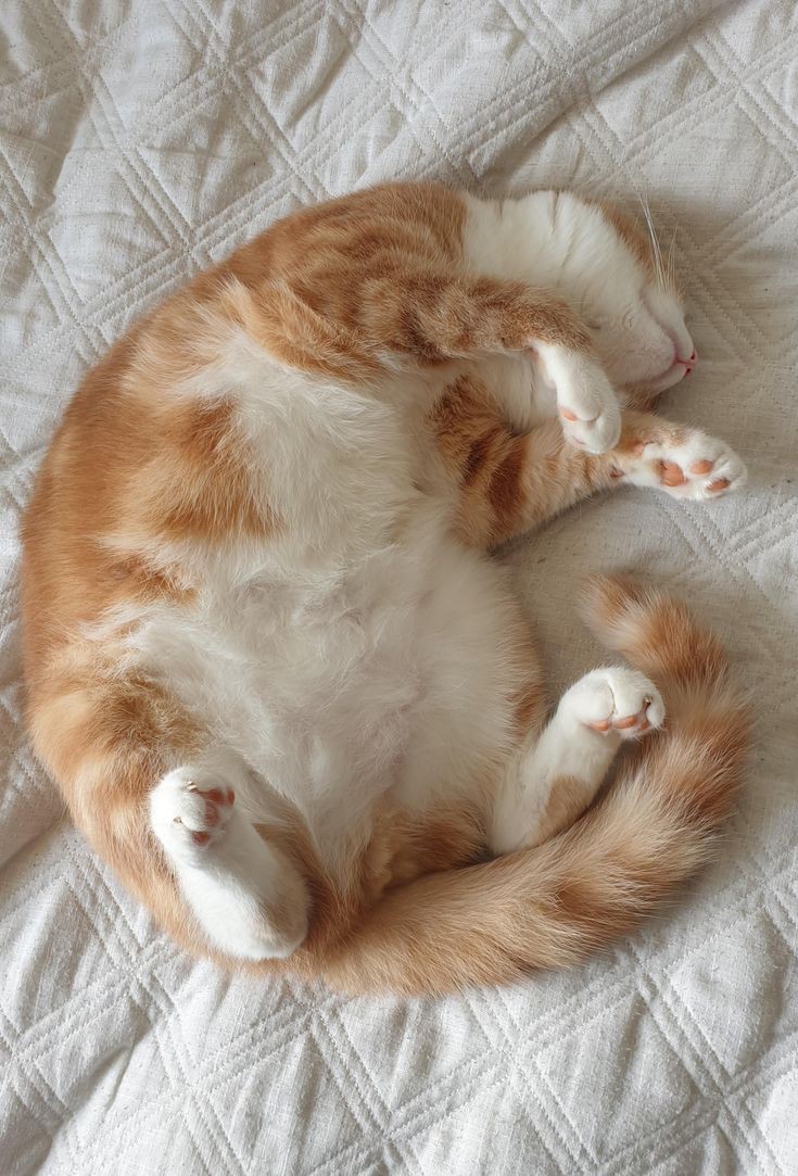 a barriguinha da lady sun 🤏🏻